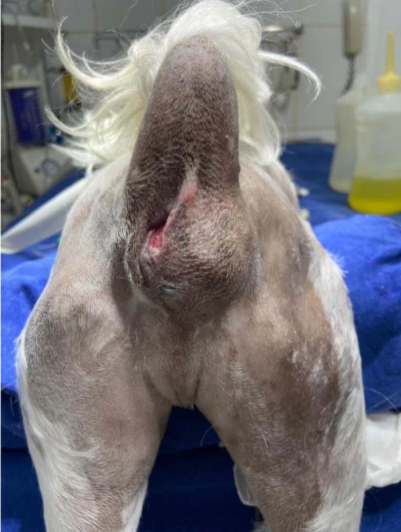 Região perineal do paciente antes da cirurgia