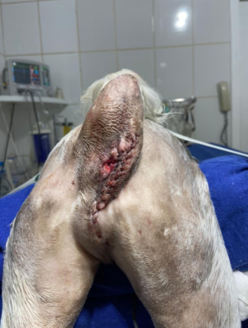 Região perineal do paciente após a cirurgia