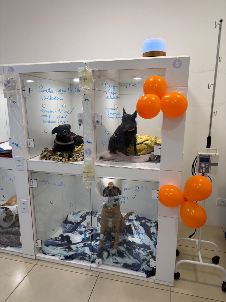 Baias de vidro da COEV com cães em sessão de quimioterapia, cada uma com o protocolo anotado na porta e bomba de infusão ao lado